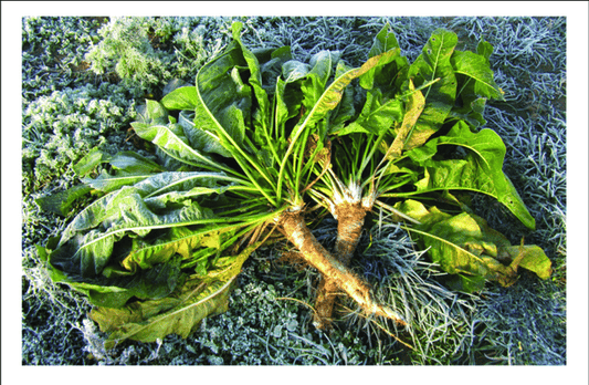 Fire Cider: A Fiery Herbal Tonic for Immune Support This Winter