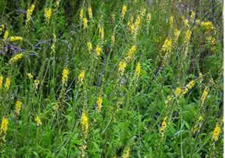 Agrimony Herbal Remedy