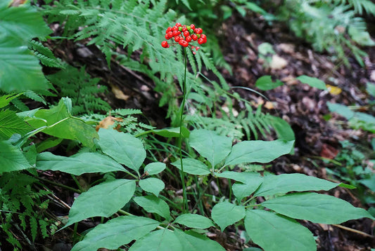 American Ginseng Herbal Remedy