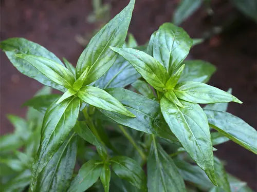 Andrographis Herbal Remedy