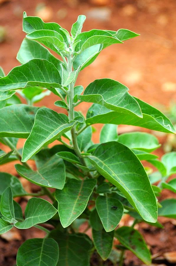 Withania - Ashwagandha - elixir