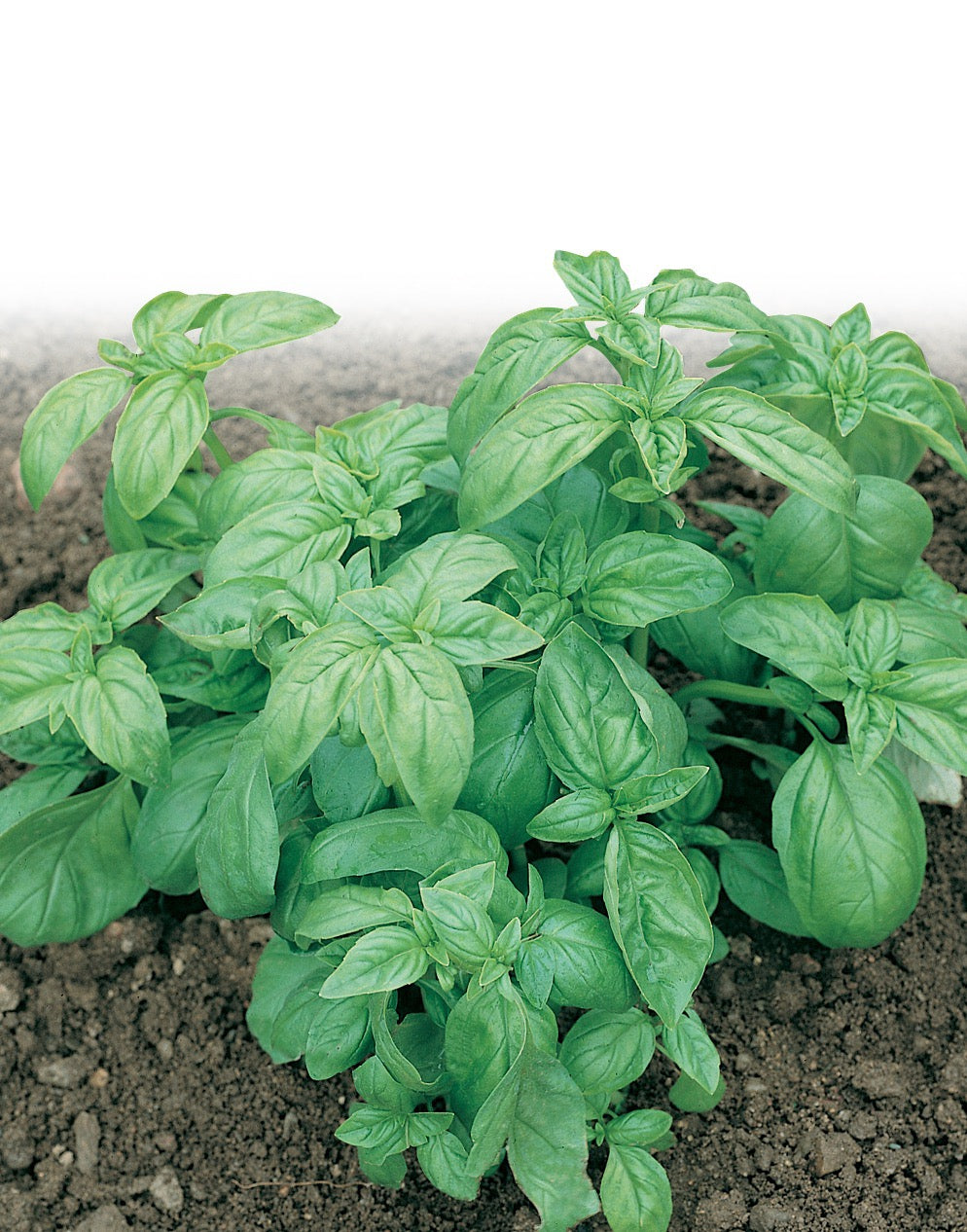 Basil Herbal Remedy