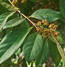 Bay Leaf Herbal Remedy