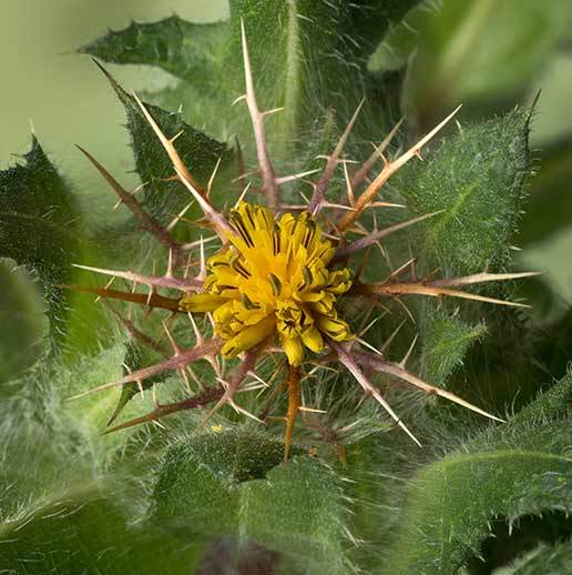 Blessed Thistle Herbal Remedy