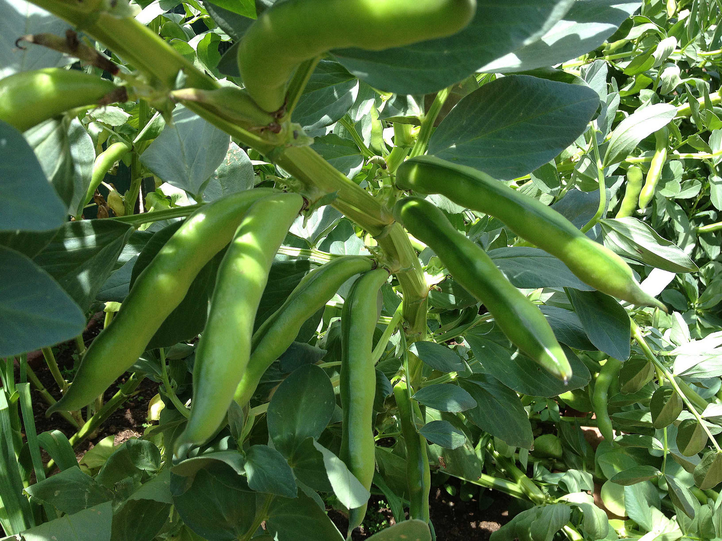 Beans - Broad