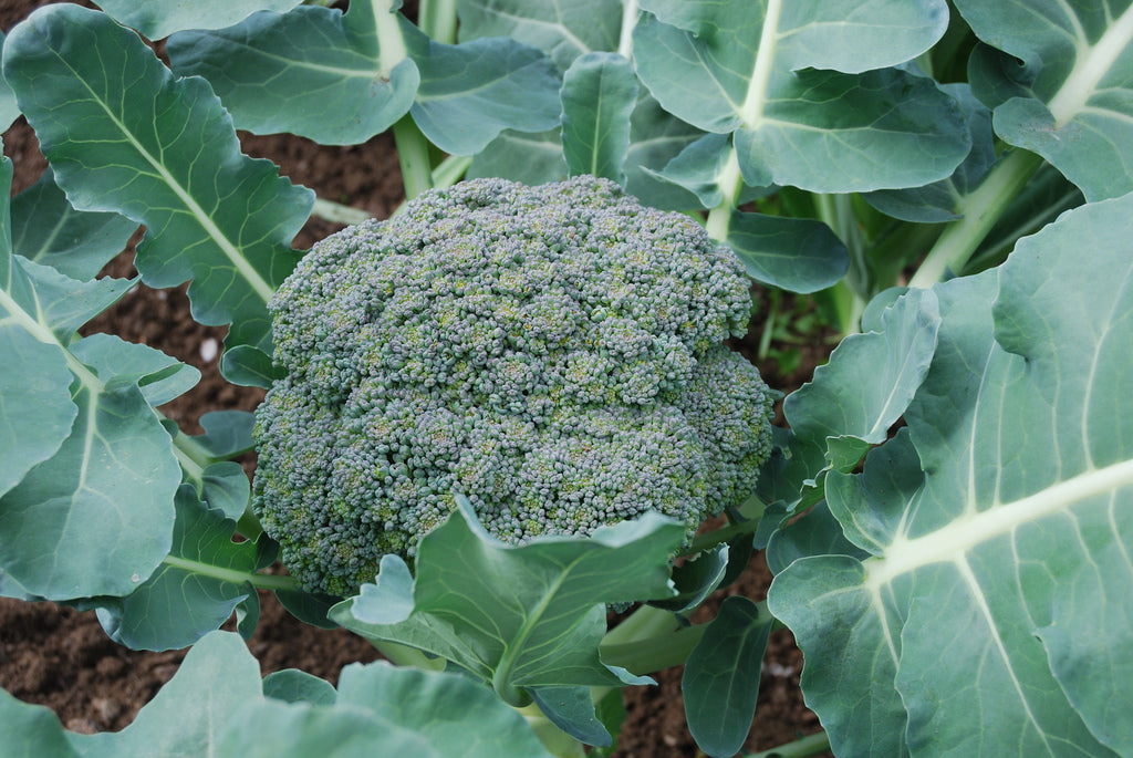 Broccoli - Green Sprouting