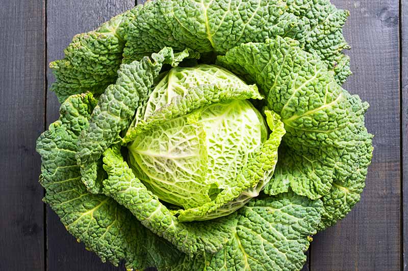 Cabbage - Savoy