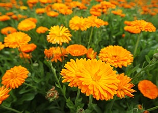 Seasonal Balance - Spring Herbal Remedy