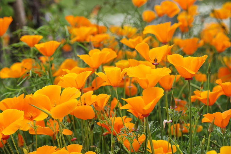 Californian Poppy - Glycetract