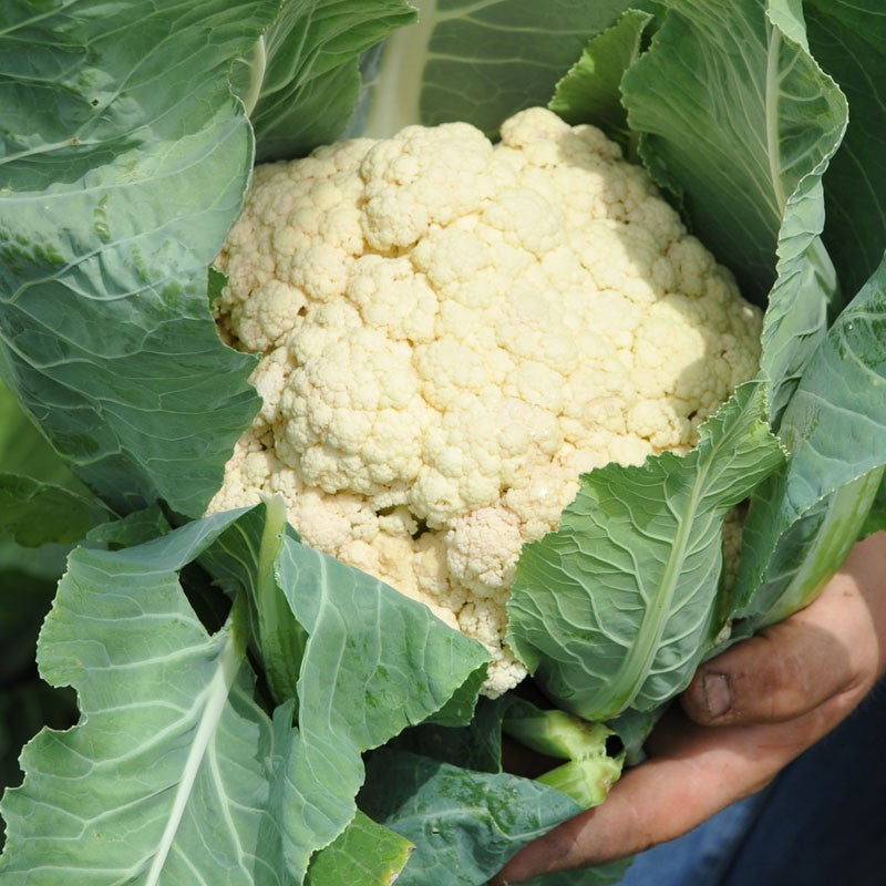 Cauliflower - Snowball