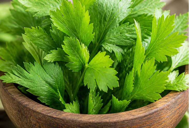 Celery Loose Leaf - Certified Organic