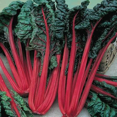 Chard - Organic Ruby Red