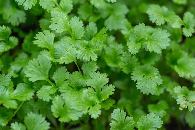 Coriander - Organic