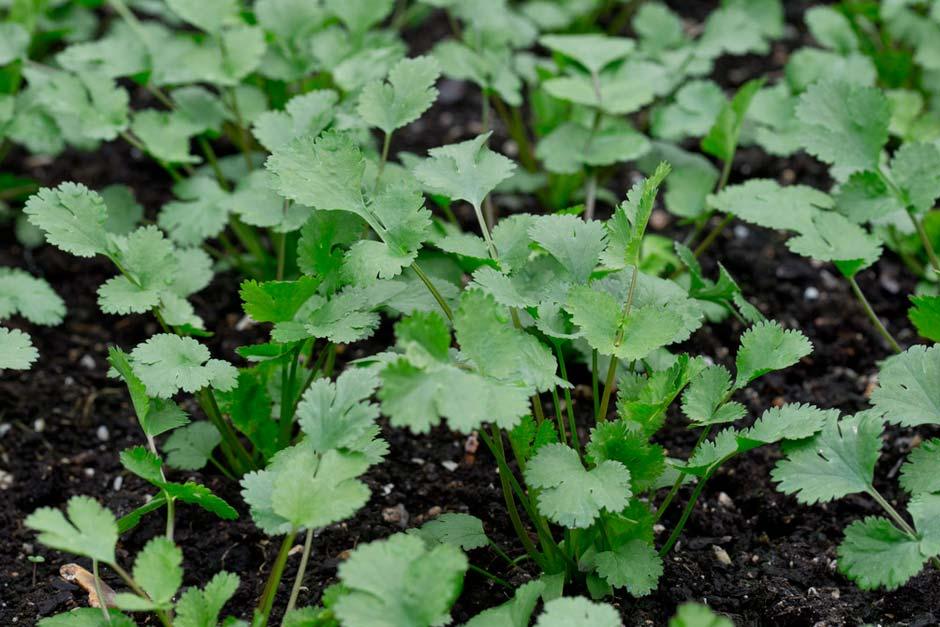 Coriander - Elixir