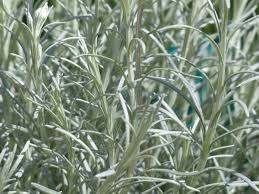 Helichrysum (Rabbit Tobacco) Herbal Remedy