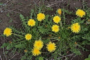 Dandelion root - Elixir