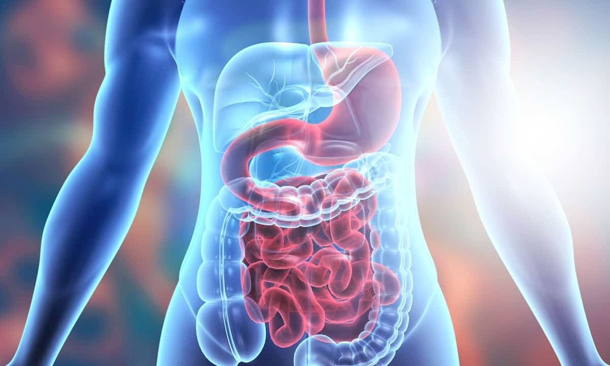 Digestive Enzyme Regulator Elixir