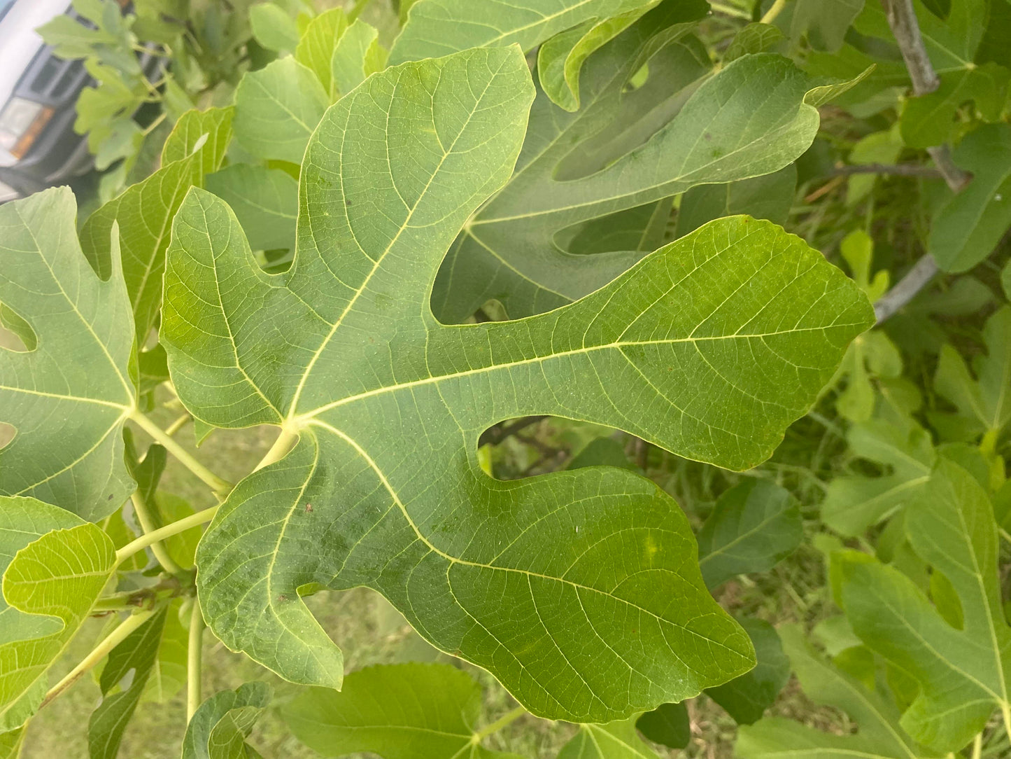Fig Leaf Herbal Remedy