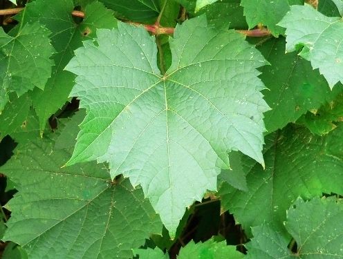 Grape Leaf Herbal Remedy