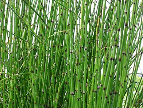 Alopecia Herbal Remedy