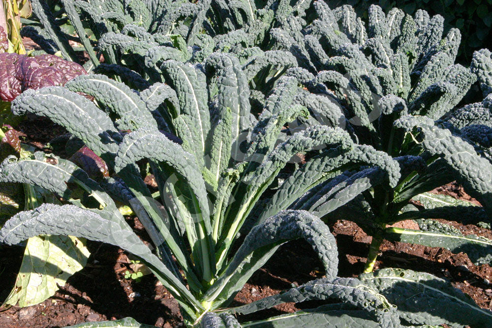 Kale - Nero (Black)