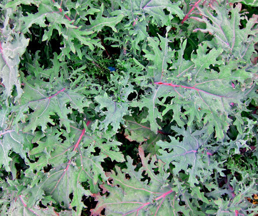 Kale - Red Russian
