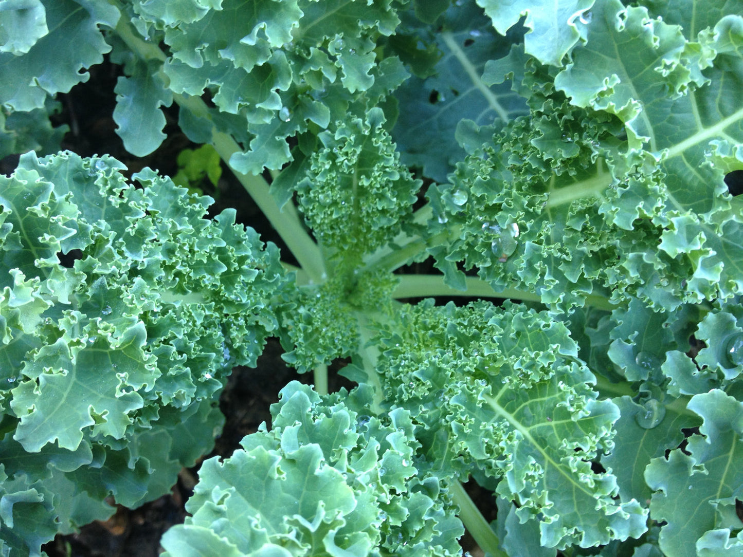 Kale - Mixed