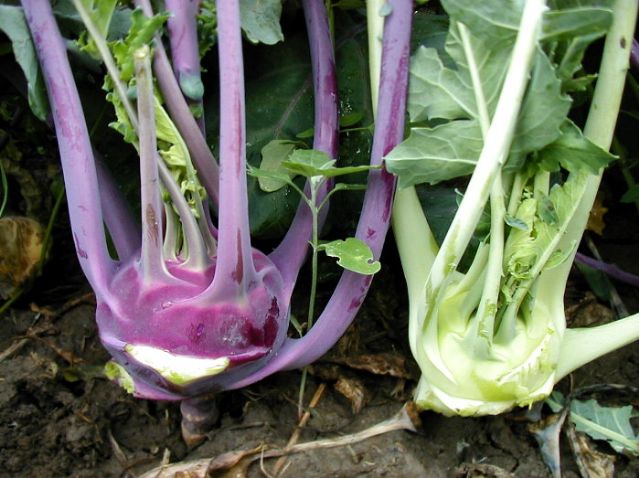Kohl Rabi
