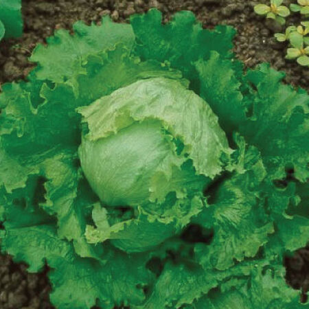 Lettuce - Organic Great Lakes