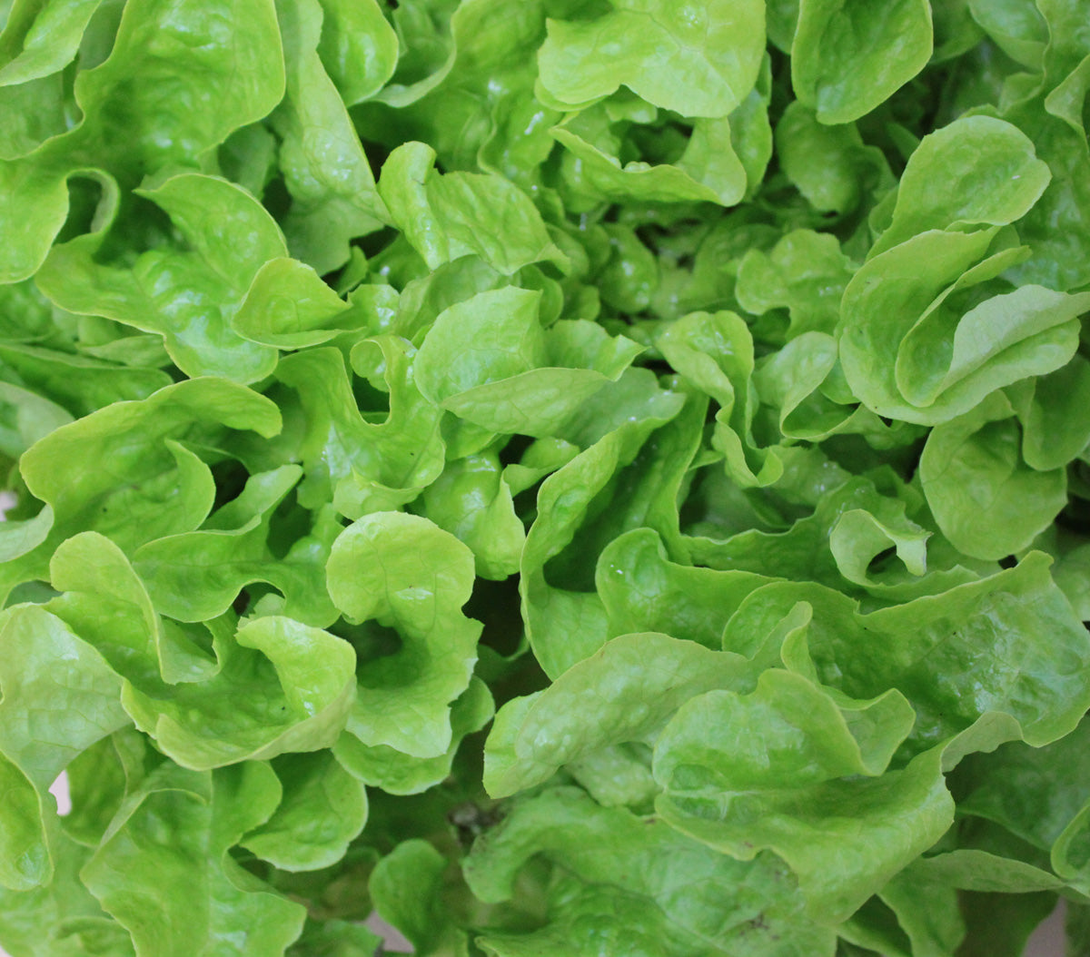 Lettuce - Organic Green Oakleaf