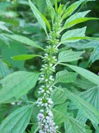 Amenorrhea Support Elixir