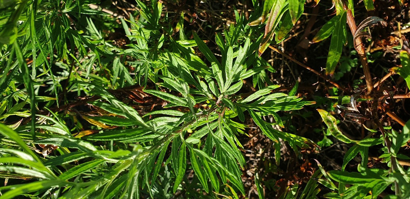 Mugwort - Elixir Tincture