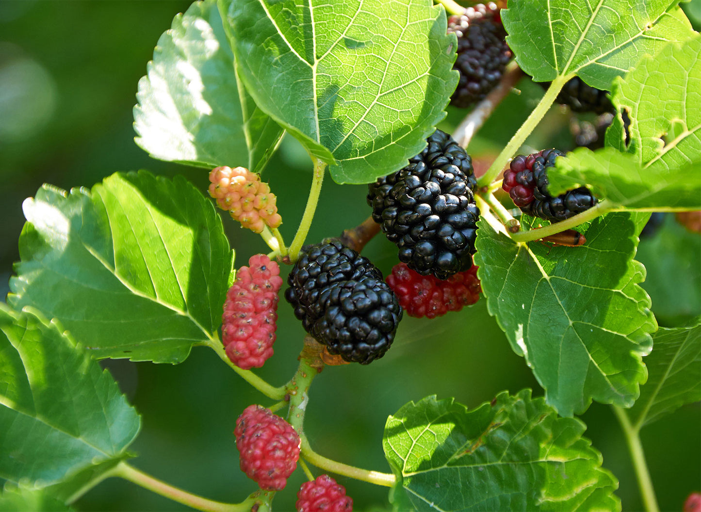 Mulberry leaf - Glycetract