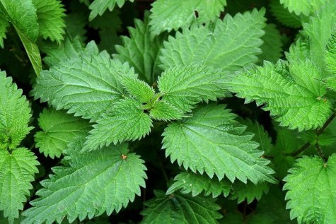 Allergy Relief Elixir