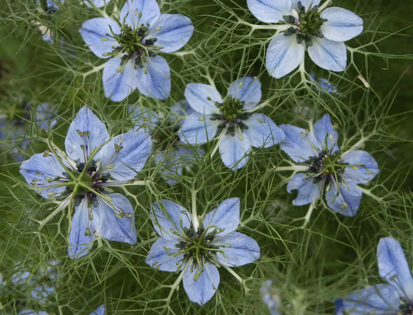 Nigella Seed - Glycetract