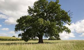 Oak Bark - Elixir