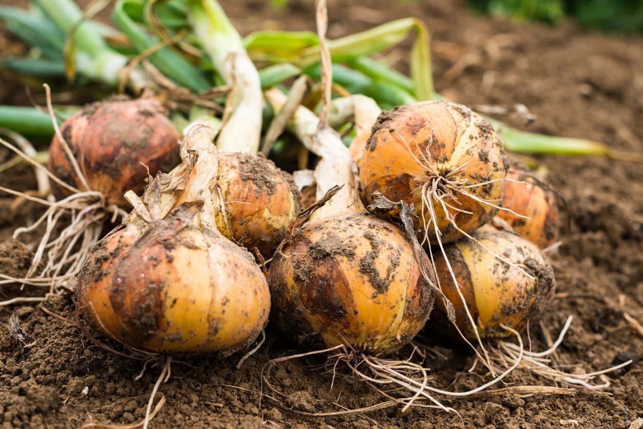Onion - Brown - Gladalan