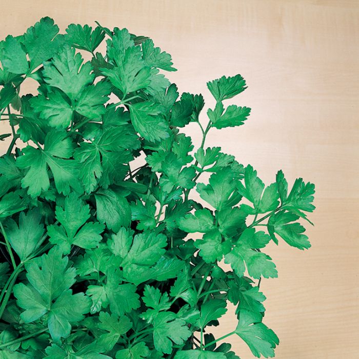 Parsley - Organic Italian