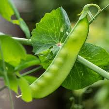 Pea - Snow Mammoth - Climbing