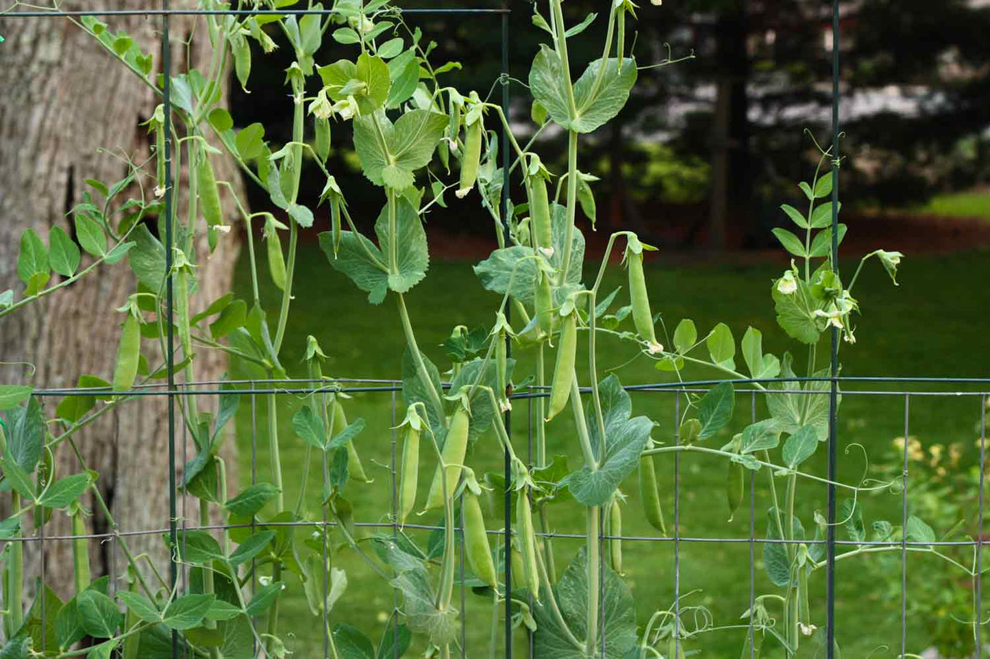 Pea - Sugarsnap
