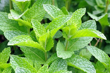 Peppermint Herbal Remedy