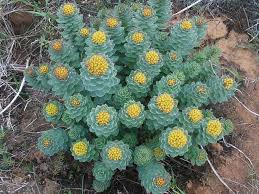 Rhodiola Herbal Remedy