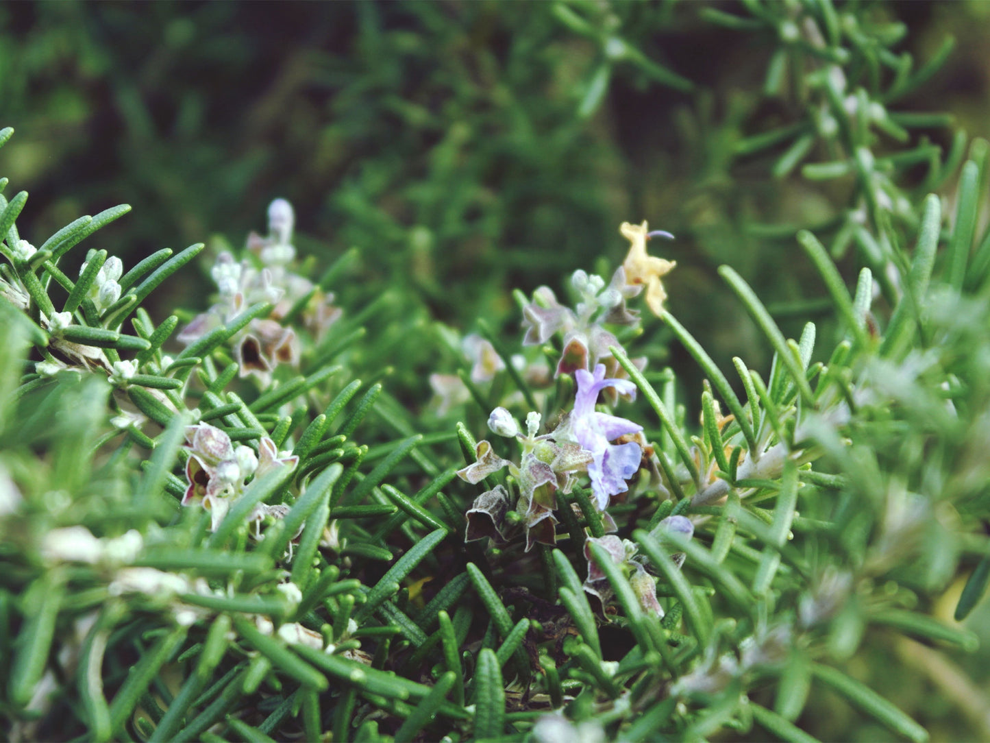 Rosemary Herbal Remedy