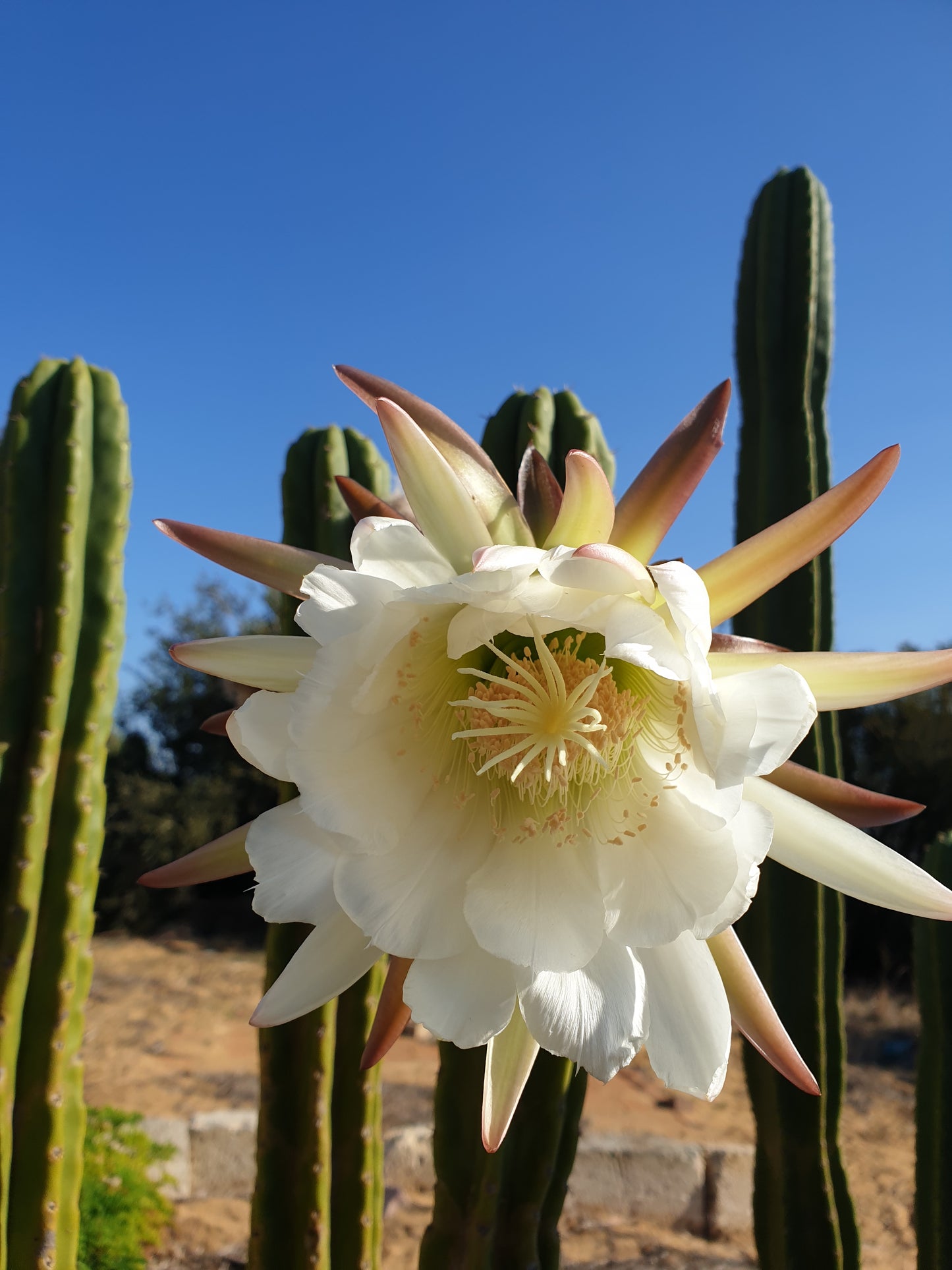 Flower Essence - San Pedro