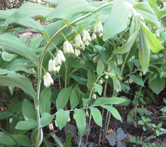 Solomon Seal Herbal Remedy