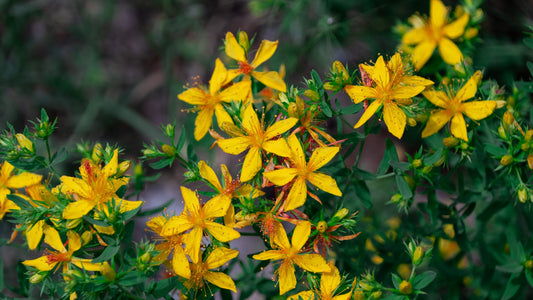 St. John's Wort Herbal Remedy
