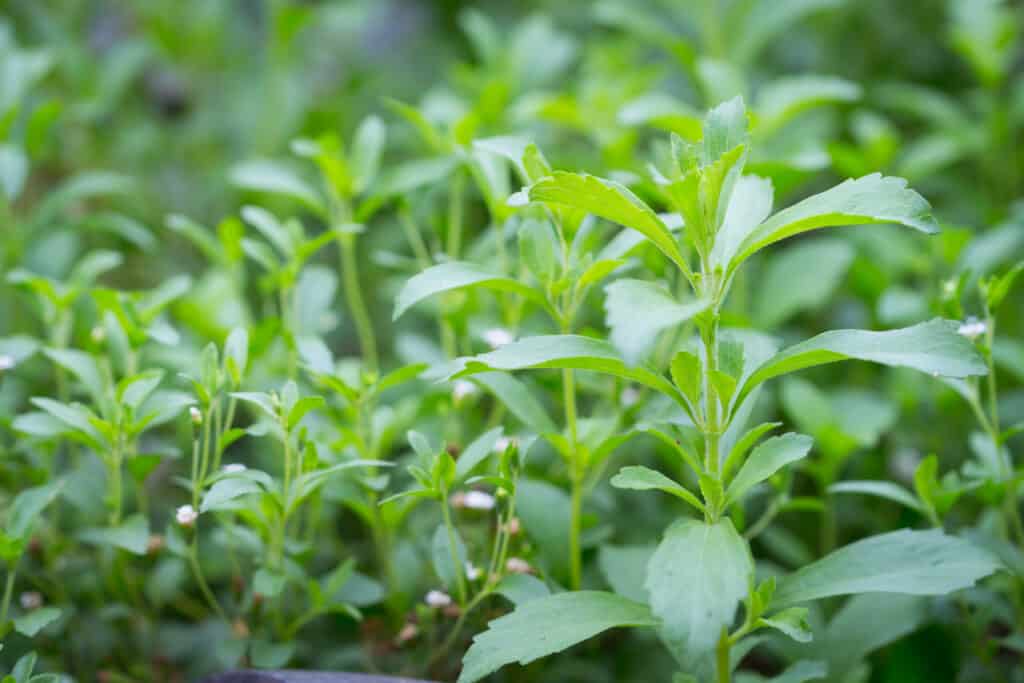 Stevia - Elixir