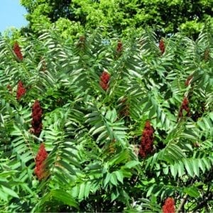 Sumac - Elixir
