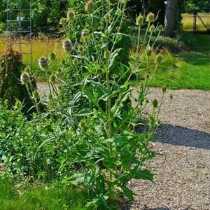 Teasel - Elixir