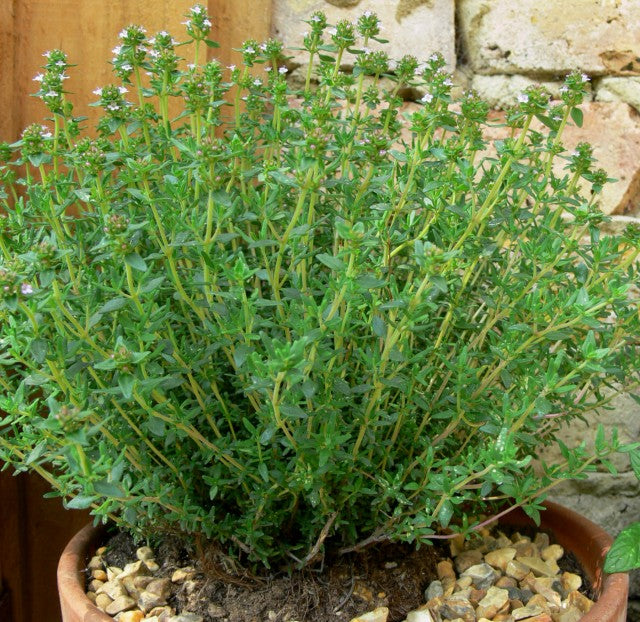 Thyme Herbal Remedy